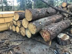 Stacked large pine logs (firewood page)