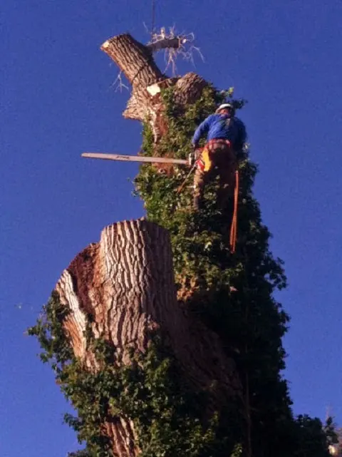 Climber topping the ivy-covered trunk