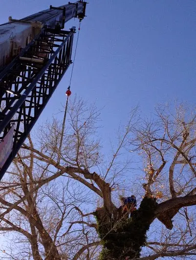 Looking up a lattice crane boom over a bare tree
