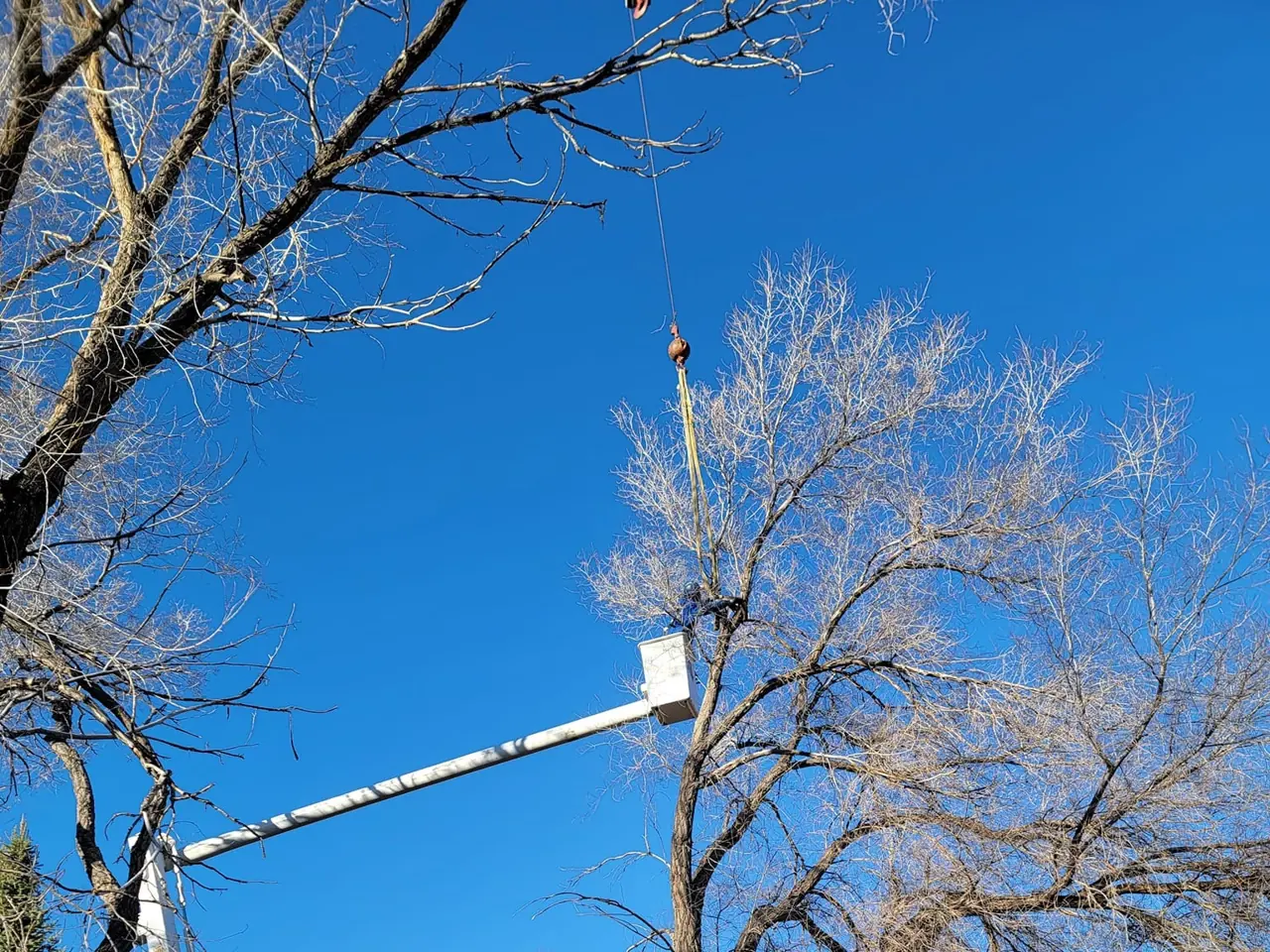 Bucket lift reaching into a bare cottonwood against blue sky