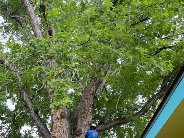 Climber high in a large leafy tree