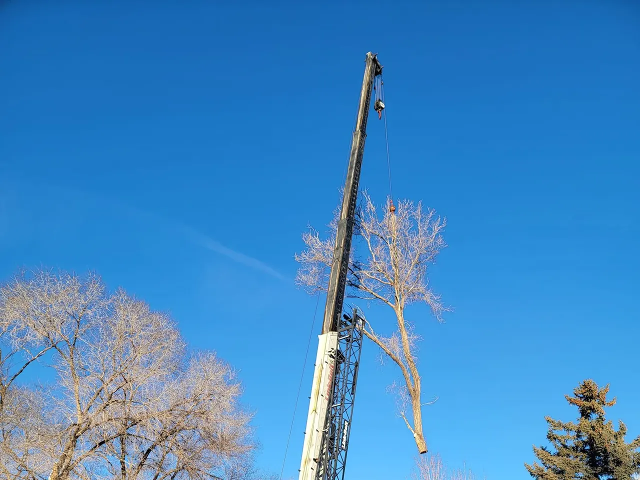 Crane boom extended beside a tall bare tree, blue sky