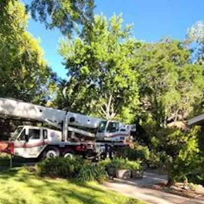 Crane truck set up among leafy trees