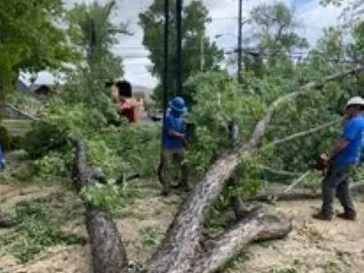 Three crew in blue shirts and hard hats cutting up a fallen tree