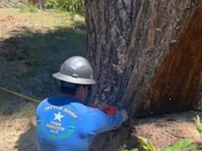Crew member in Battle Born shirt and hard hat cutting at the base of a big pine