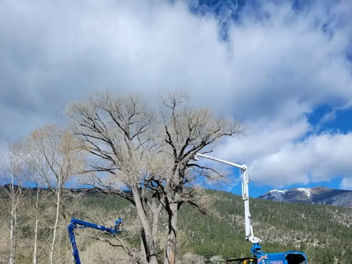 Two aerial lifts working a very large cottonwood, snow-capped mountains behind