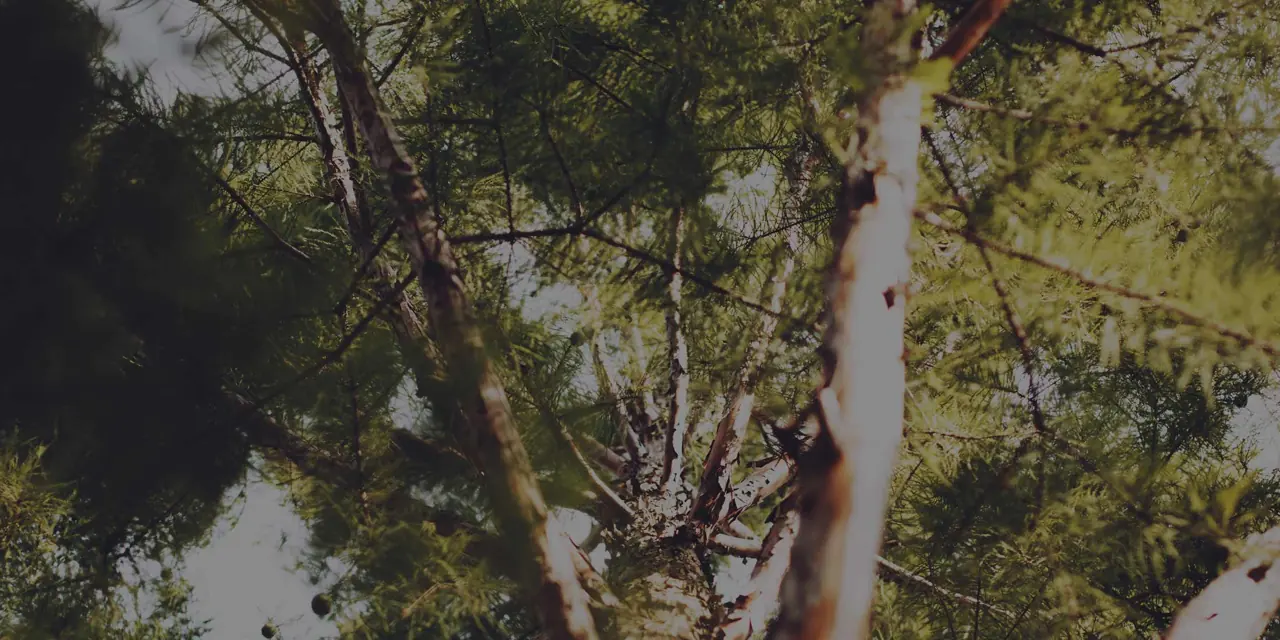 Looking up into a pine canopy from the trunk