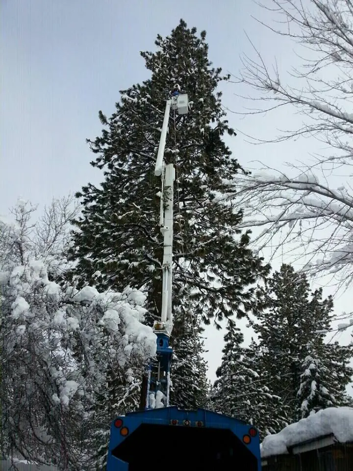 Aerial lift working on a large snow-covered pine