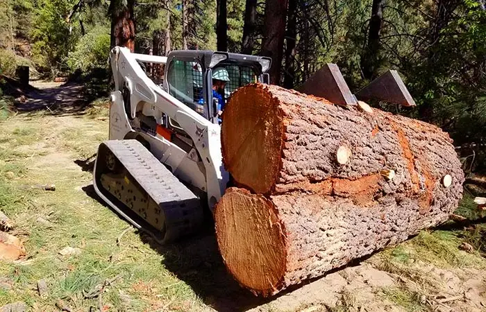 Bobcat track loader carrying a very large pine log section