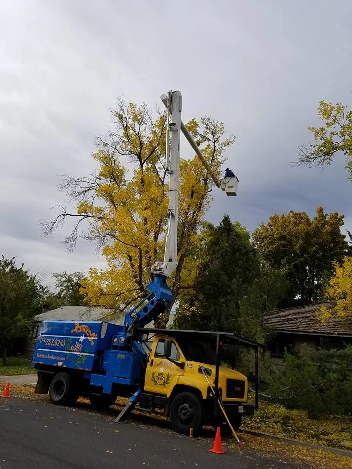 Blue/yellow Altec boom truck with bucket up in a yellow fall tree, cones out