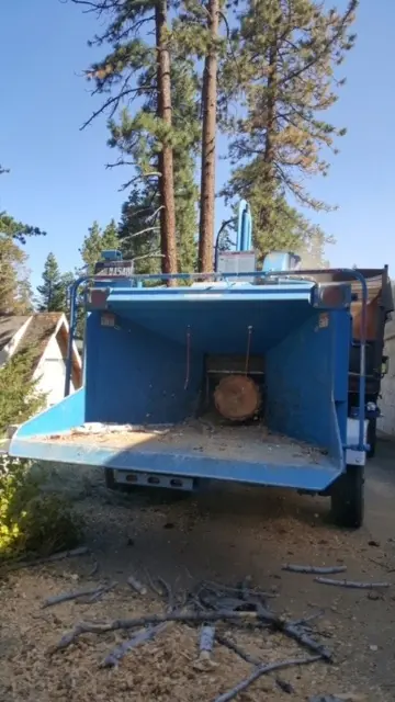 Blue chip box with a log, tall pines behind