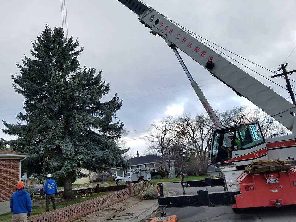 Red-and-white crane truck set up next to a tall blue spruce, crew on the ground in helmets