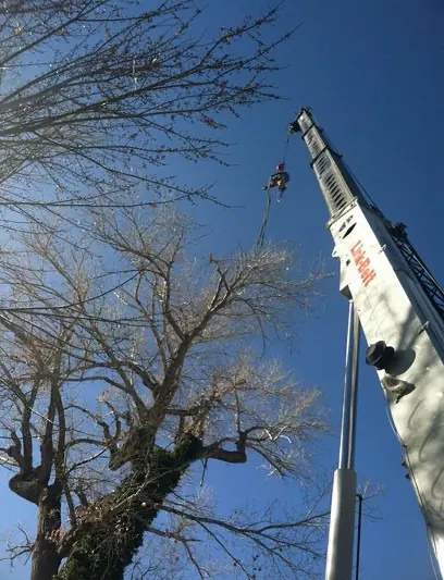 Crane boom beside a large bare cottonwood with a climber on the line
