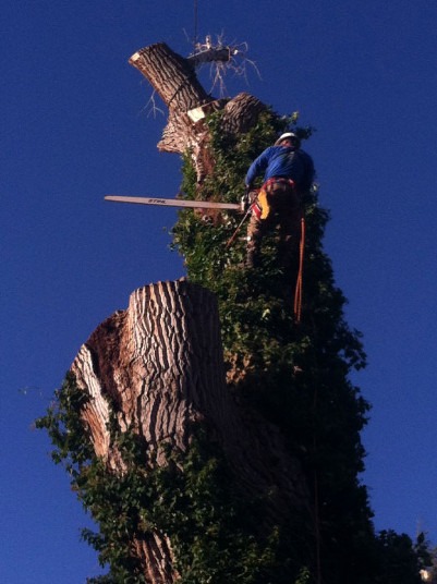 Large-Tree-Removal (1)