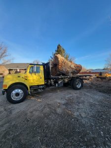 large-tree-removal-225x300