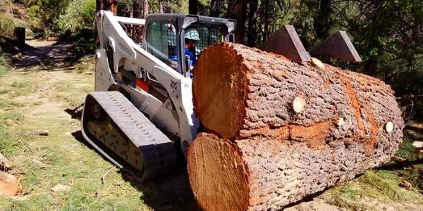 large-tree-removal-services-600x300